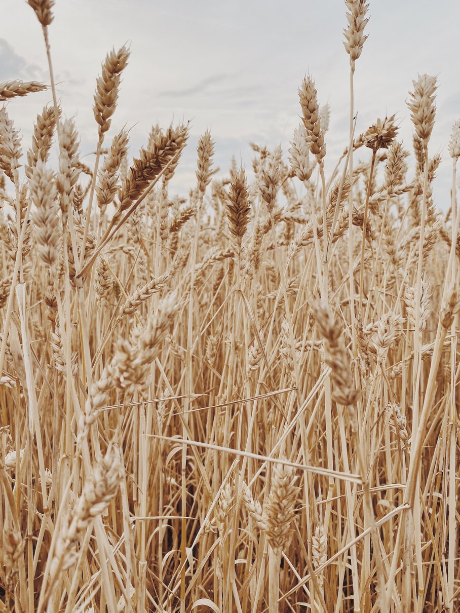 Wheat Stalks in the Field